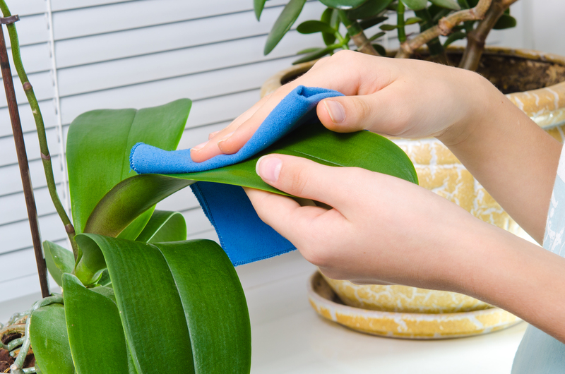home cleaning regular cleaning